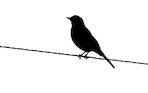 chirp